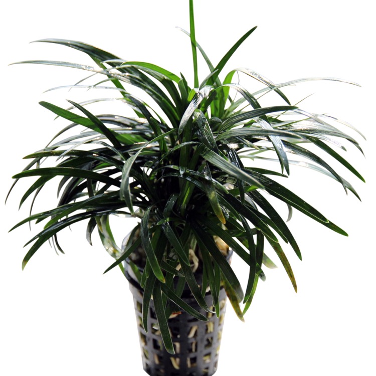 Ophiopogon kyoto in pot